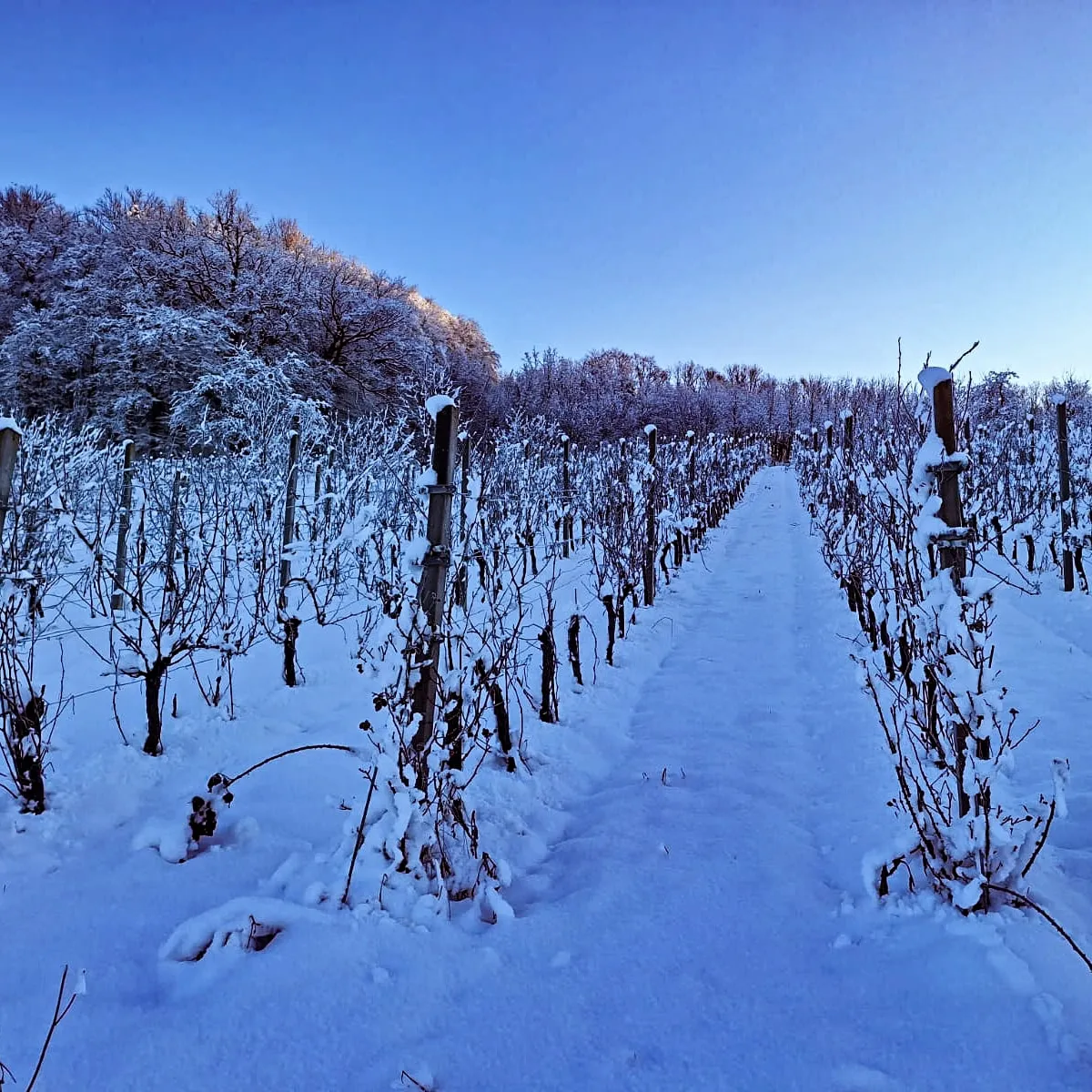 Vinograd Stružnjak